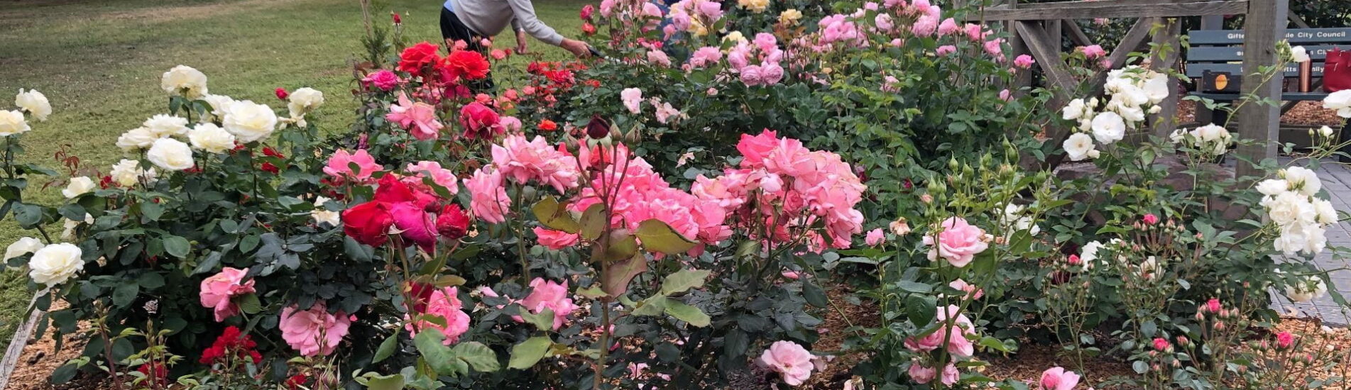 rose garden 1 october 2024