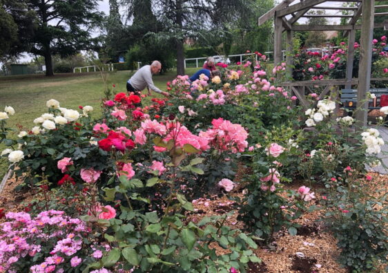 rose garden 1 october 2024