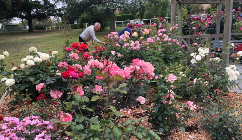 rose garden 1 october 2024
