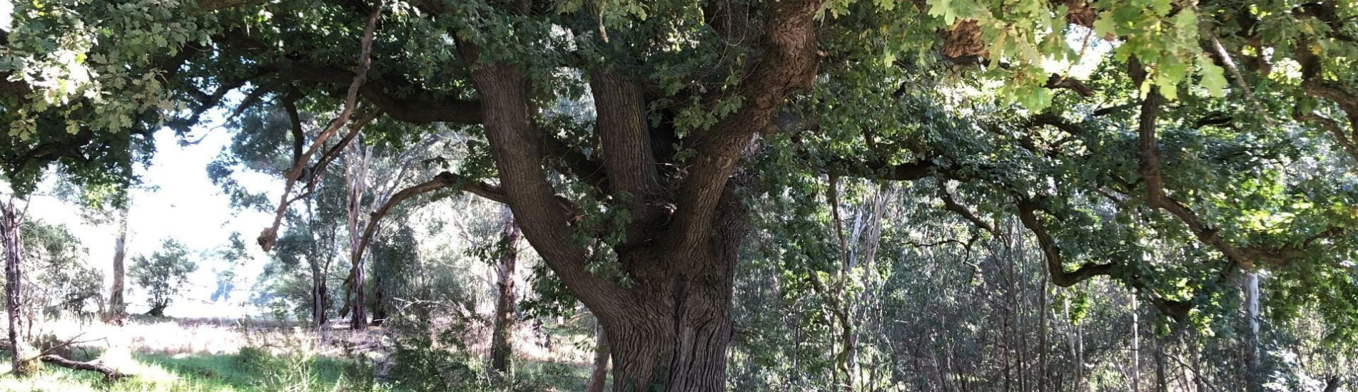 walk old oak 2025