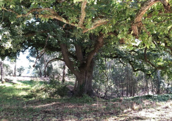 walk old oak 2025
