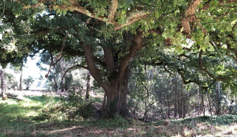 walk old oak 2025