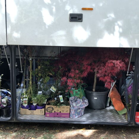 Pruning at IGC Rose Garden – July 2025