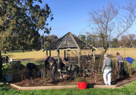 rose pruning july 2025 4