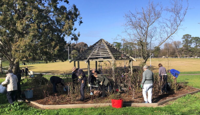 rose pruning july 2025 4